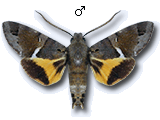 MU