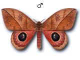 MU