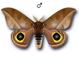 MU