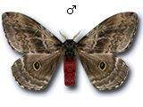 MU