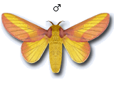 MU