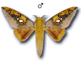MU