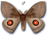 MU