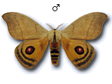 MU