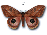 MU