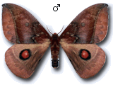 MU