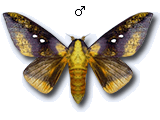 MU