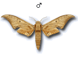 MU