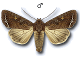 Lacanobia (Diataraxia) oleracea