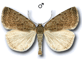 Acosmetia caliginosa