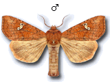 Amphipoea lucens
