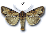 Apamea (Apamea) crenata