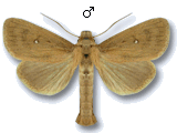 Lenisa geminipuncta