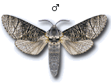 Acossus terebra