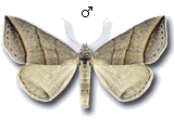 Colobochyla salicalis