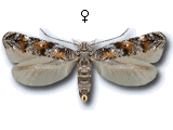 Mompha (Anybia) langiella