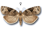 Apotomis infida