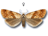 Cochylidia subroseana