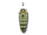 FU