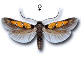 Chrysoclista linneella