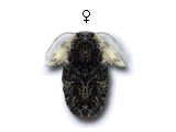 FU