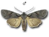Lithophane (Lithophane) furcifera