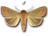 Mythimna (Hyphilare) ferrago