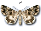 MU
