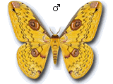 MU