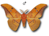 MU