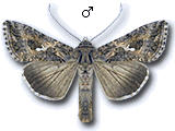 Trichoplusia ni