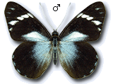 MU