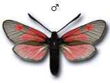Zygaena (Agrumenia) exulans