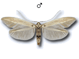 Coleophora glaucicolella