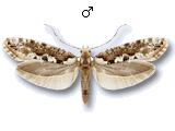 Rhigognostis senilella
