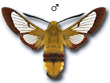 Hemaris (Hemaris) fuciformis