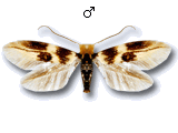 Bucculatrix thoracella