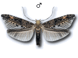 Epermenia (Calotripis) aequidentellus