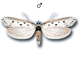 Ethmia terminella