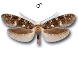 Meessiinae
