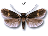 Borkhausenia minutella