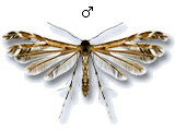 Buckleria paludum