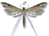 Stenoptilia bipunctidactyla