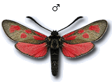 Zygaena (Agrumenia) loti