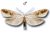Argyresthia (Argyresthia) retinella