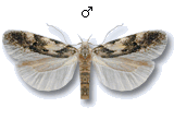 Teleiodes luculella