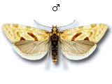 Aethes smeathmanniana