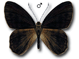 MU