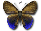 MU