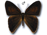 MU